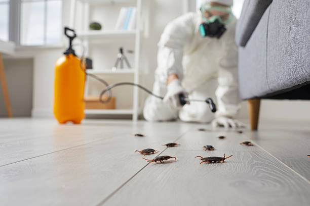 Post-Treatment Bed Bug Interceptor Monitoring in Mount Cobb